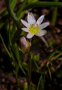 Lewisia triphylla 12-1434